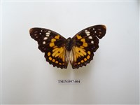 藏品(燦蛺蝶)的圖片